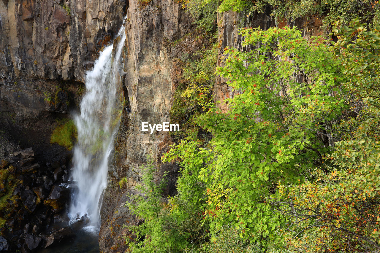 WATERFALL IN FOREST