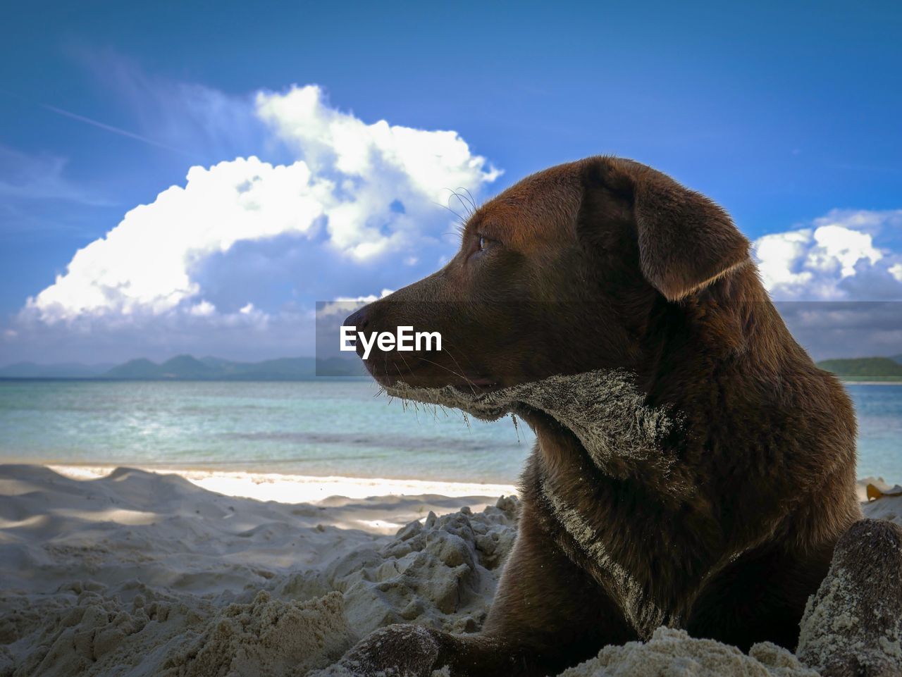 VIEW OF DOG LOOKING AT SEA SHORE
