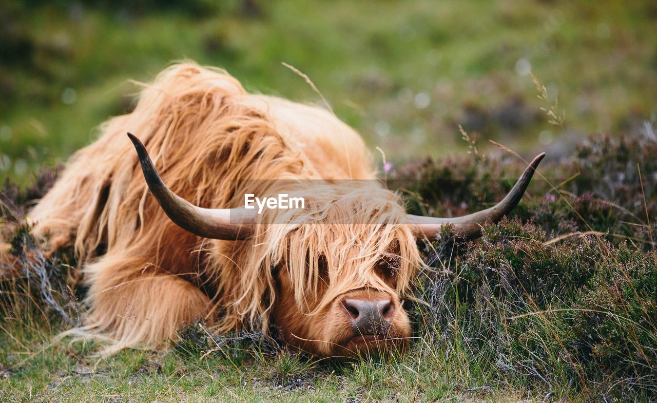 Highland cattle on field