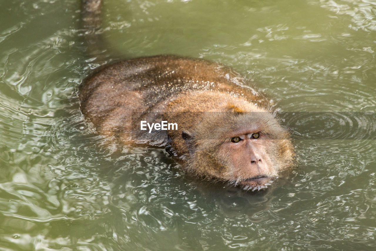 High angle view of long-tailed macaque swimming in lake