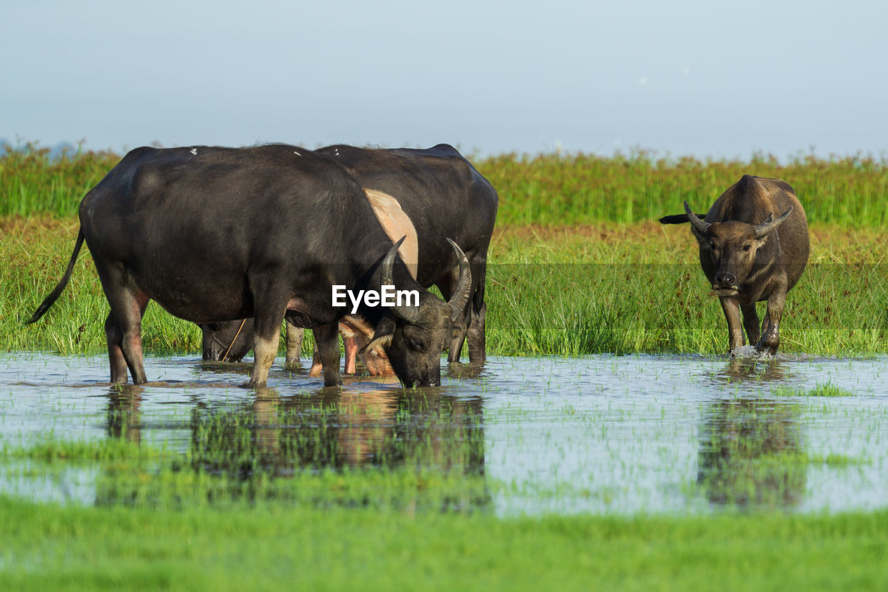 Water buffalo masses in wetland at thale noi, phatthalung - a province in southern thailand.