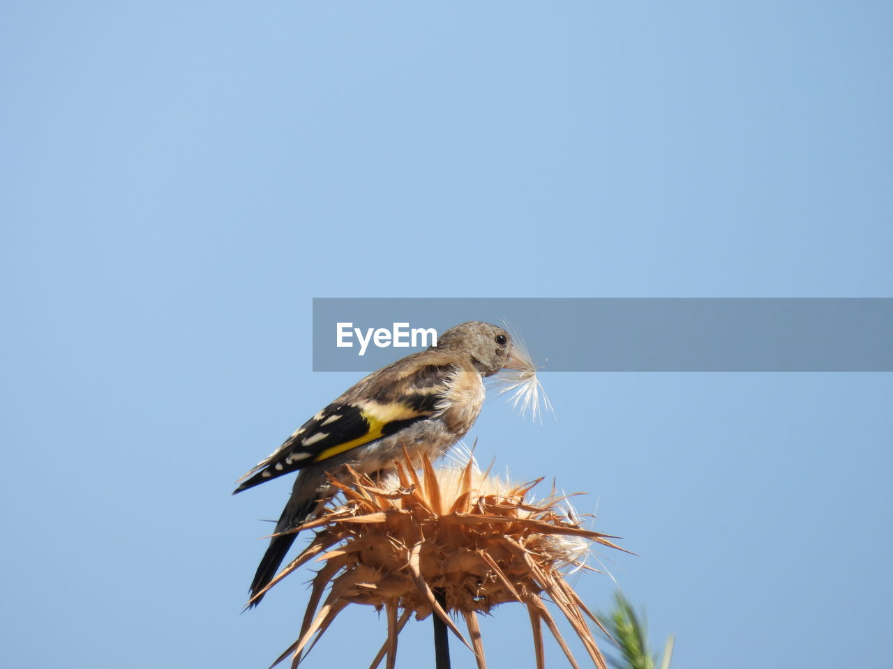 low angle view of bird perching on plant against clear blue sky