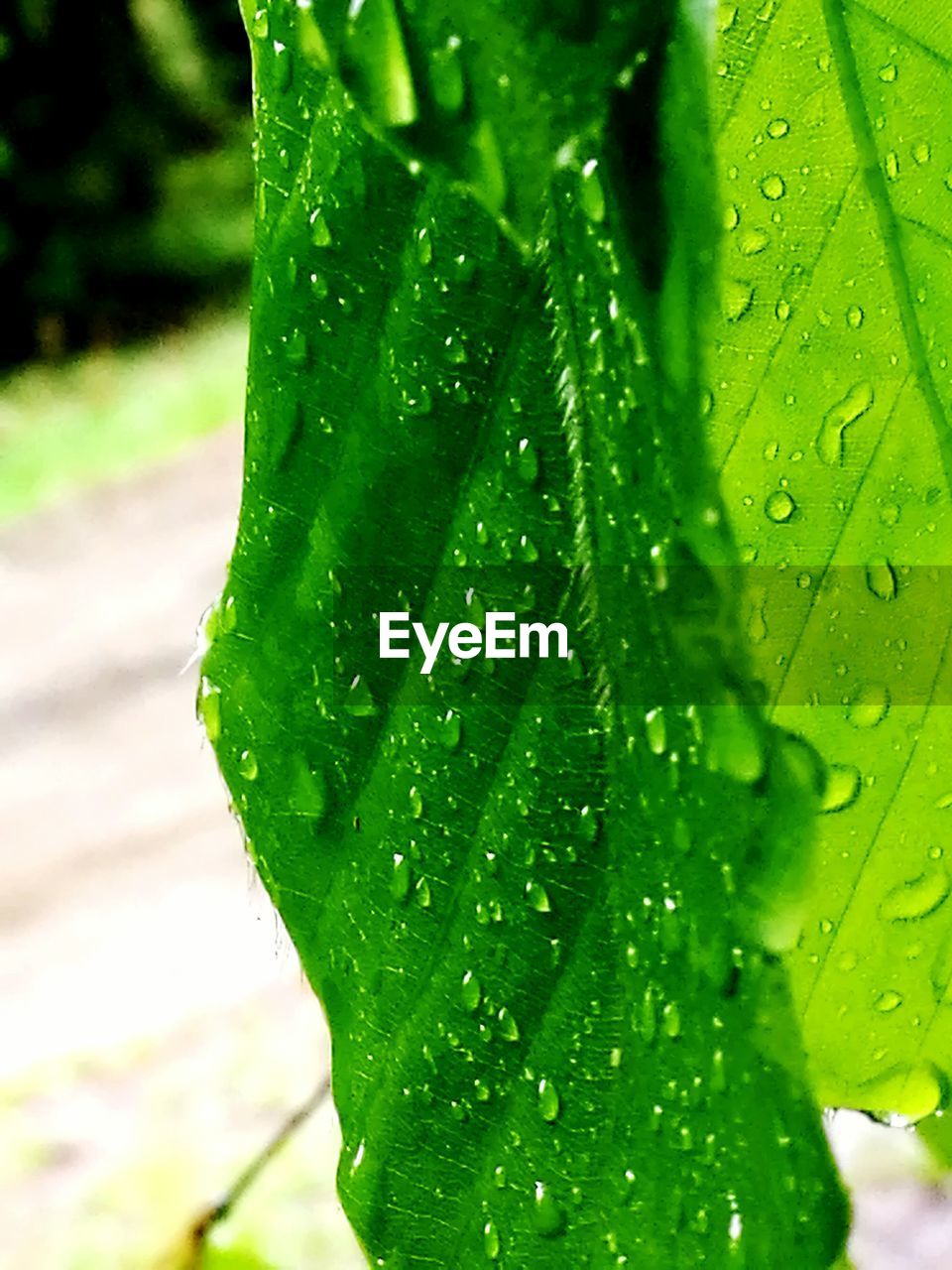 CLOSE-UP OF RAINDROPS ON LEAF