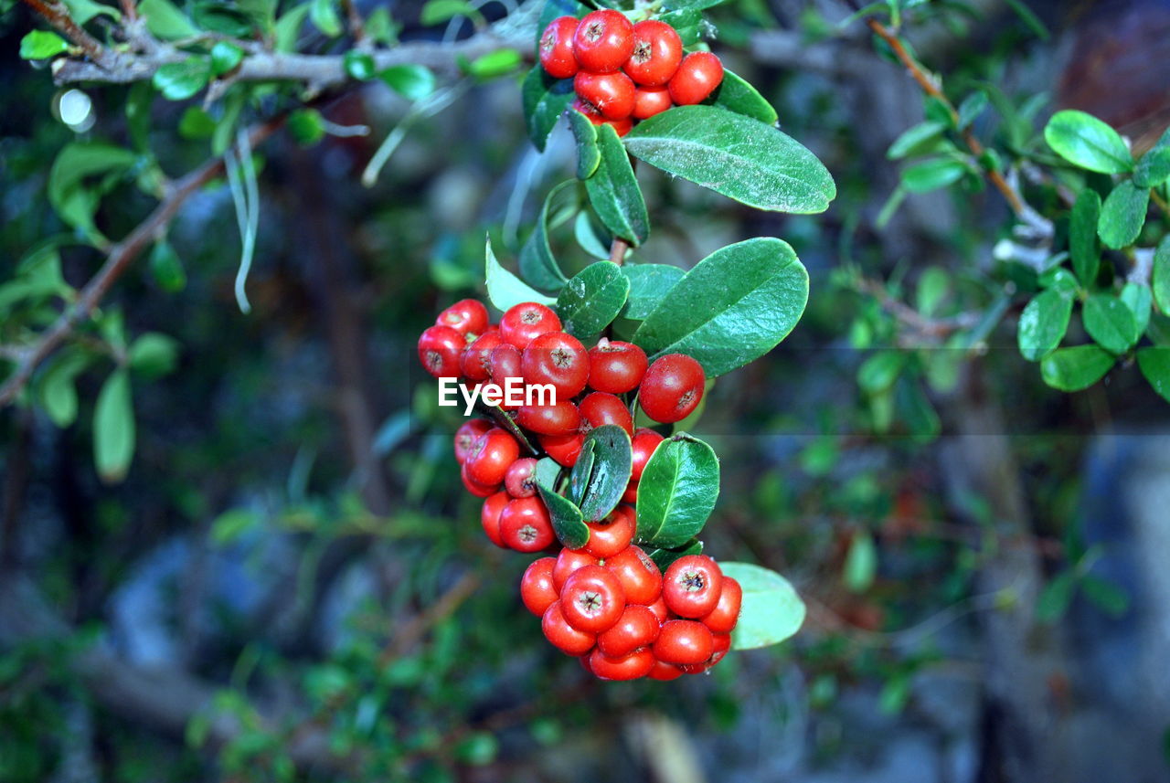 Close-up of red berries growing on tree