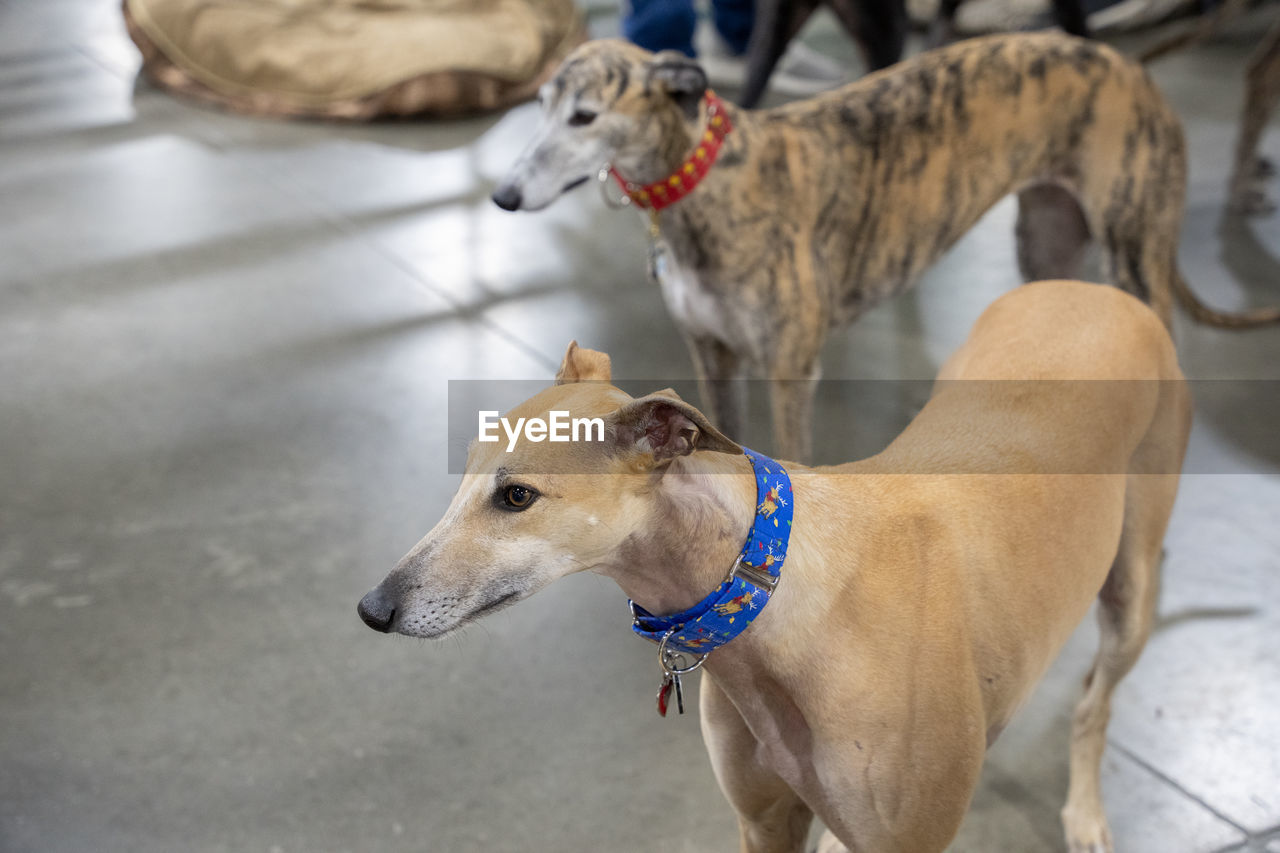 Close up of greyhounds waiting for a command from their trainer