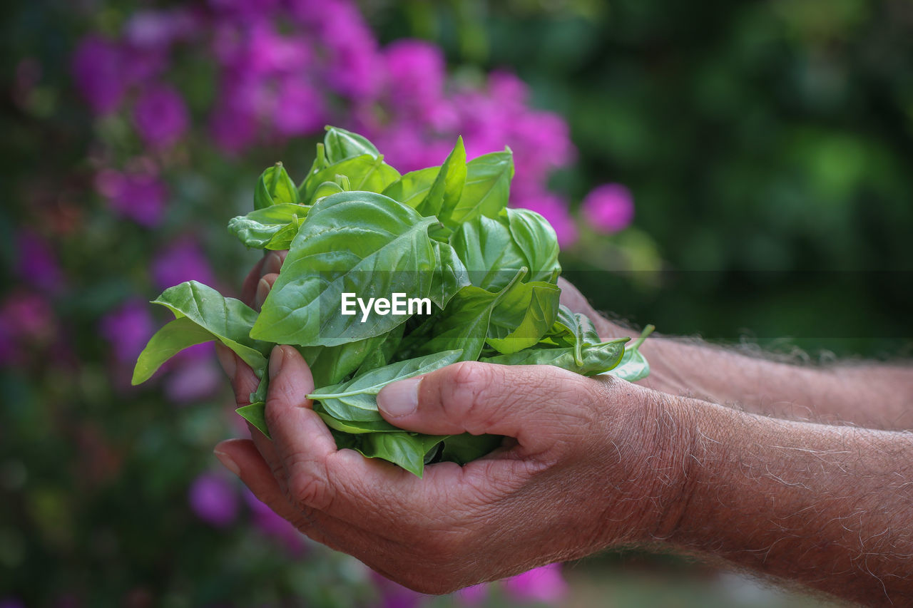 CLOSE-UP OF HAND HOLDING FRESH PURPLE FLOWER