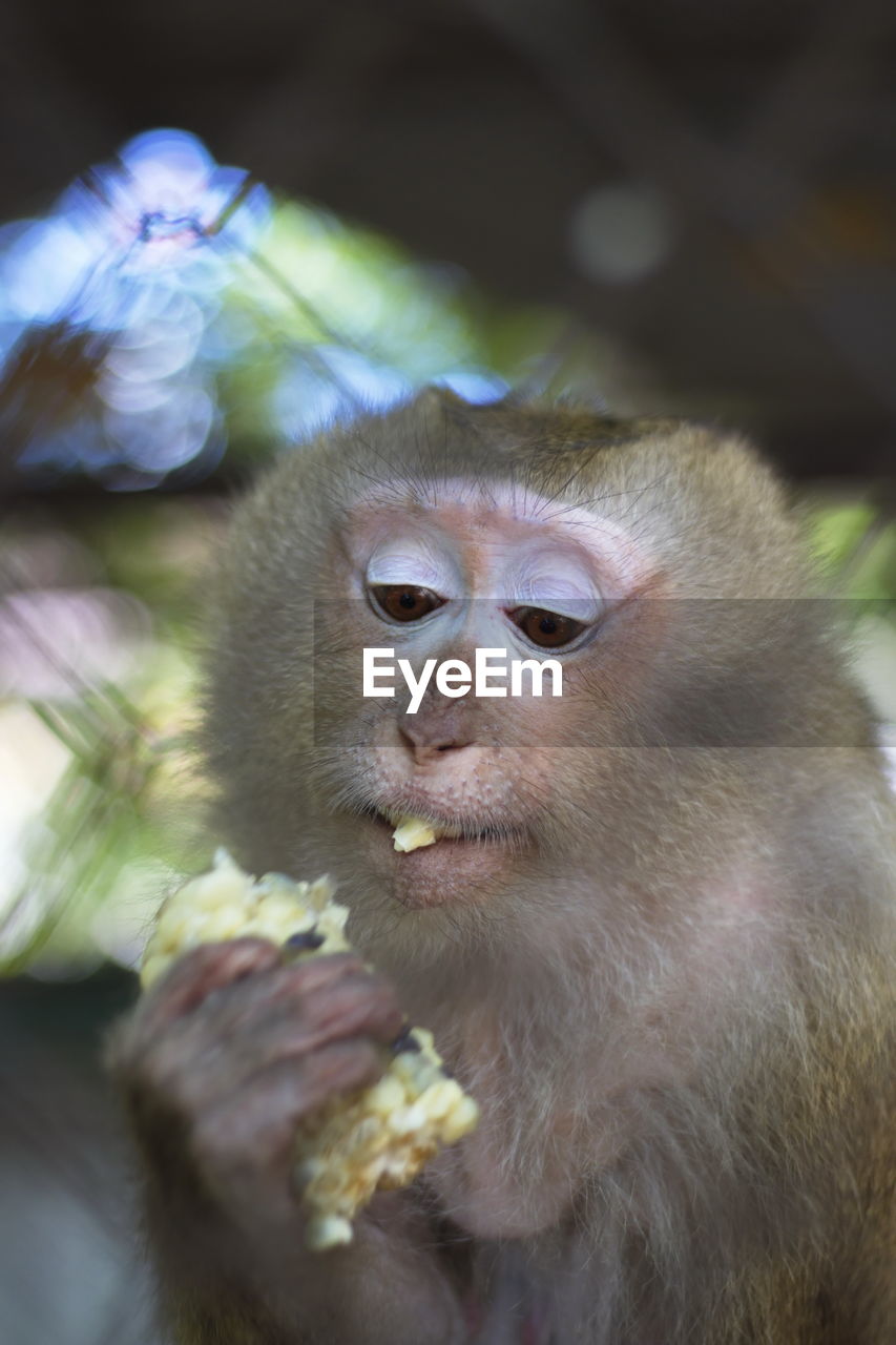 Close-up portrait of fresh eating