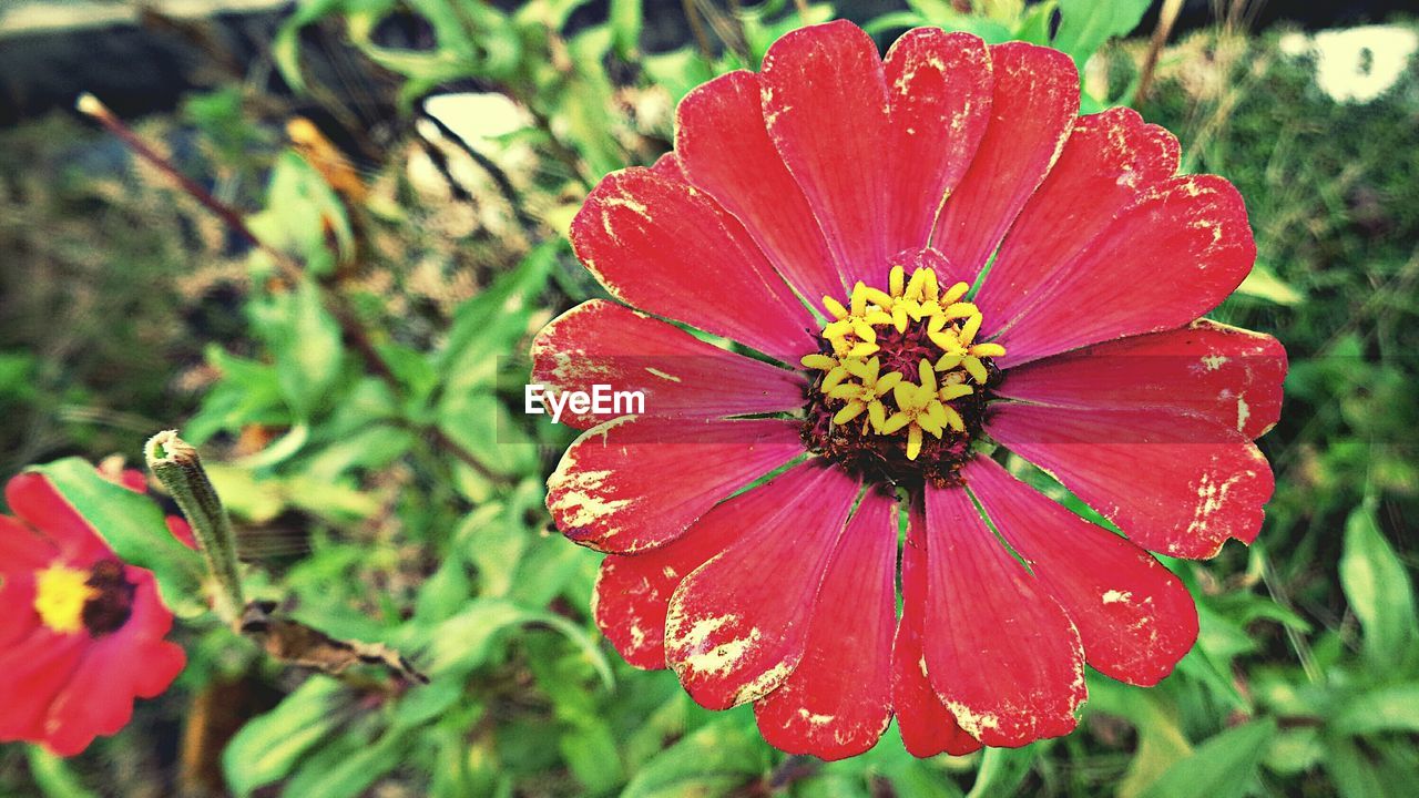 Close-up of red flower