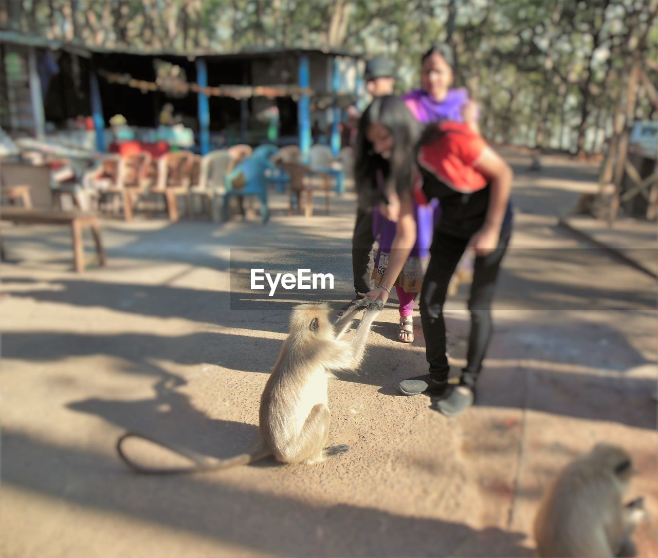 Giving food to monkey