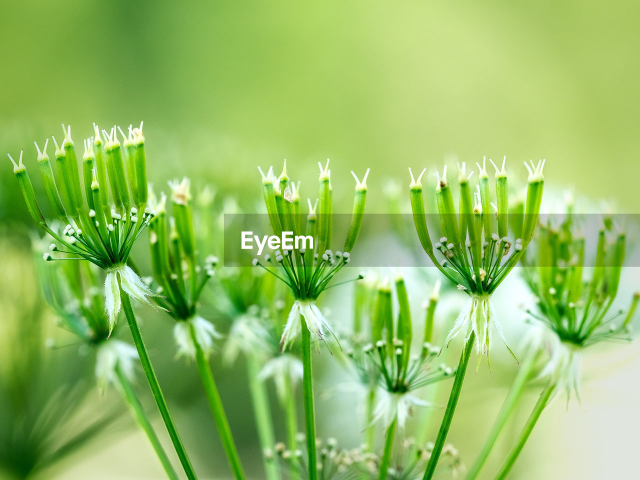 Close-up of flowering plant