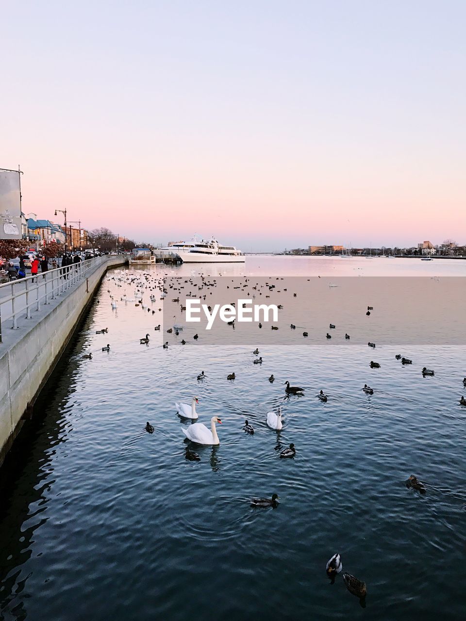 SWANS SWIMMING IN LAKE AGAINST SKY