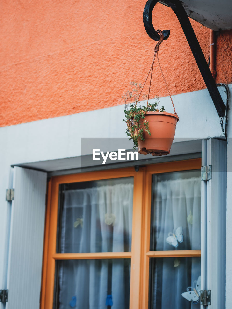 potted plant on window