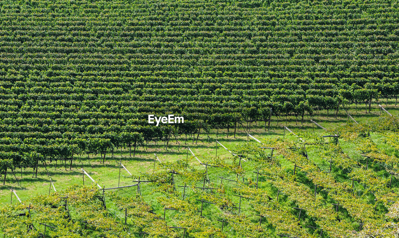 CROPS GROWING IN FIELD