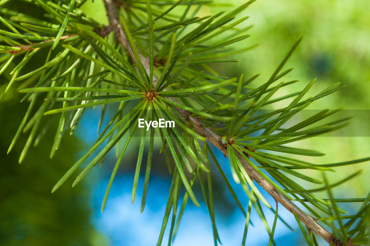 Close-up of green starburst pine needles on tree branch with blue sky
