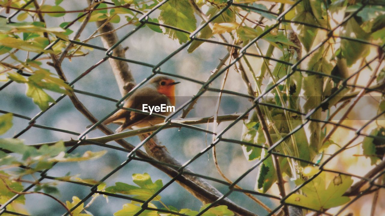 VIEW OF BIRD PERCHING ON BRANCH