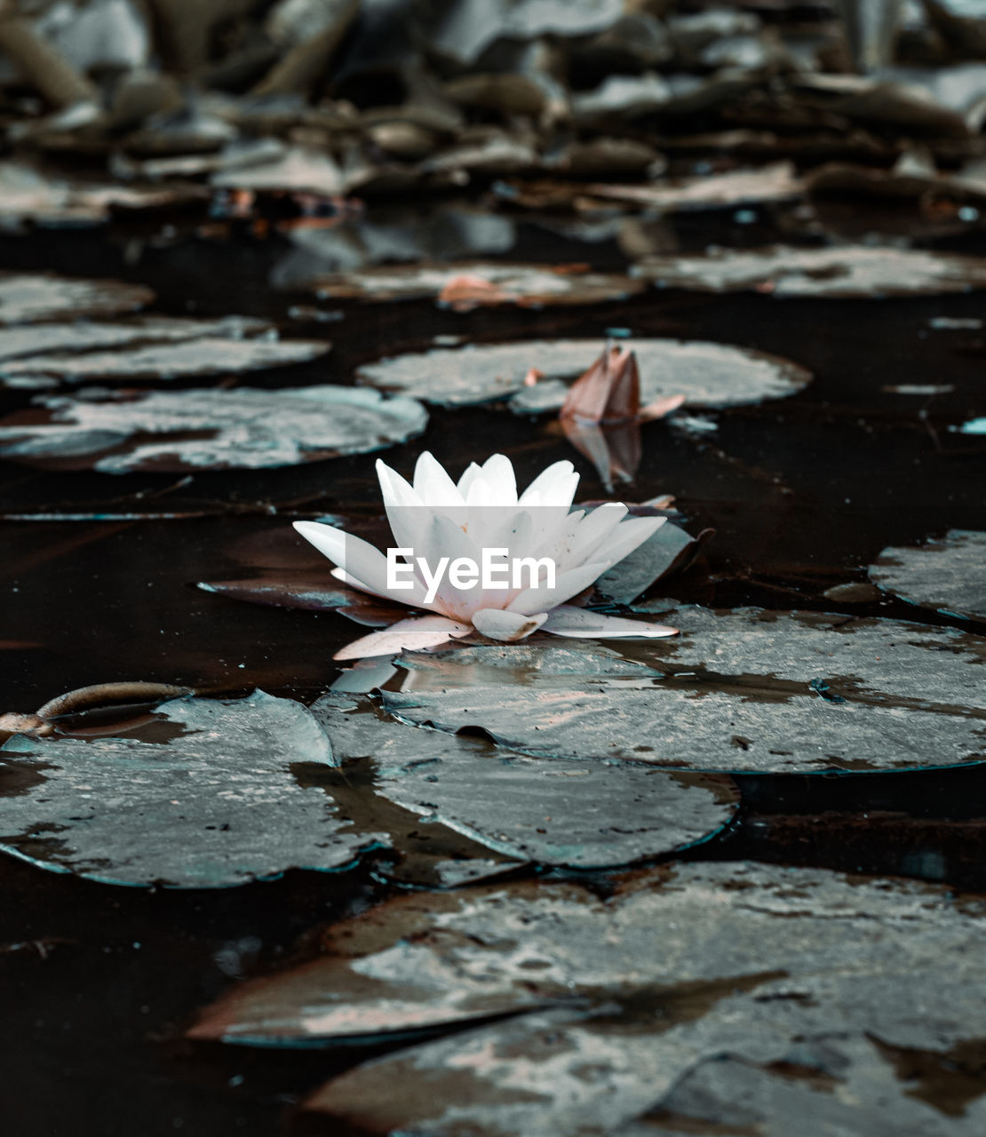 flower, nature, leaf, water, flowering plant, reflection, water lily, freshness, beauty in nature, pond, floating, floating on water, plant, close-up, plant part, white, fragility, petal, no people, macro photography, sunlight, outdoors, autumn, lily, inflorescence, day, flower head