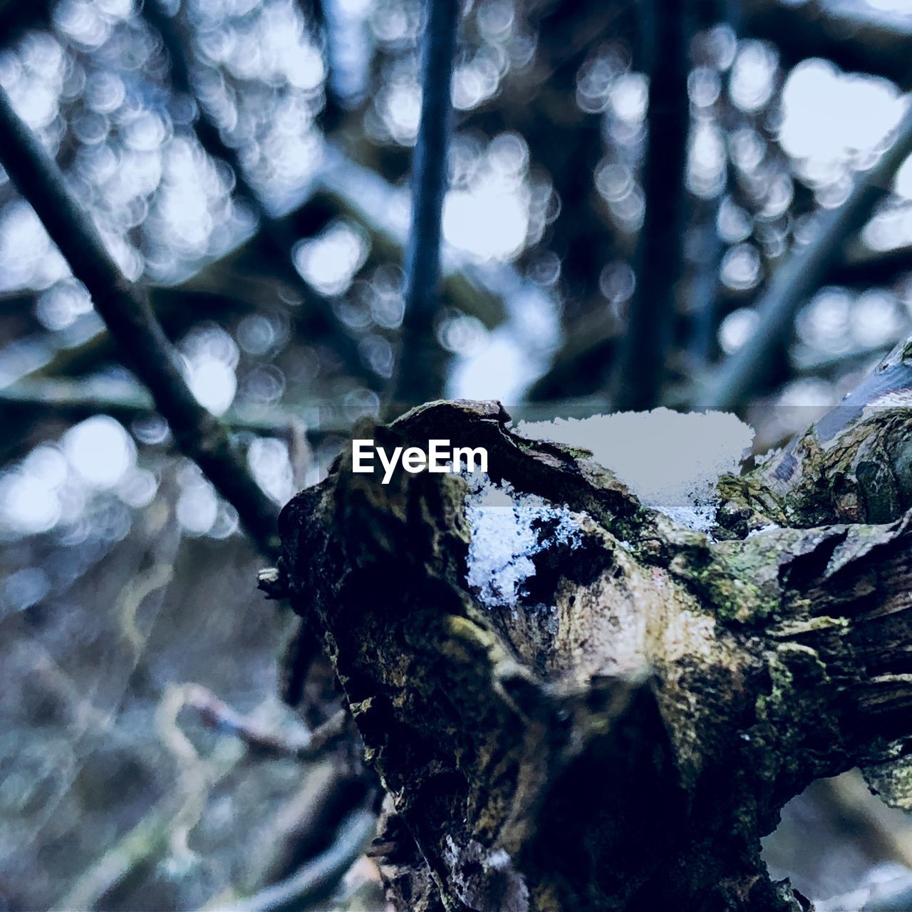 CLOSE-UP OF SNOW COVERED TREE TRUNK