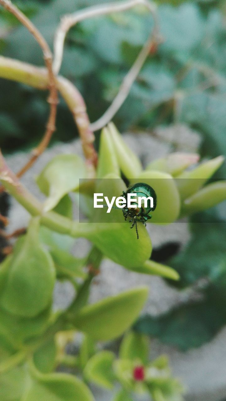 Close-up of insect on plant