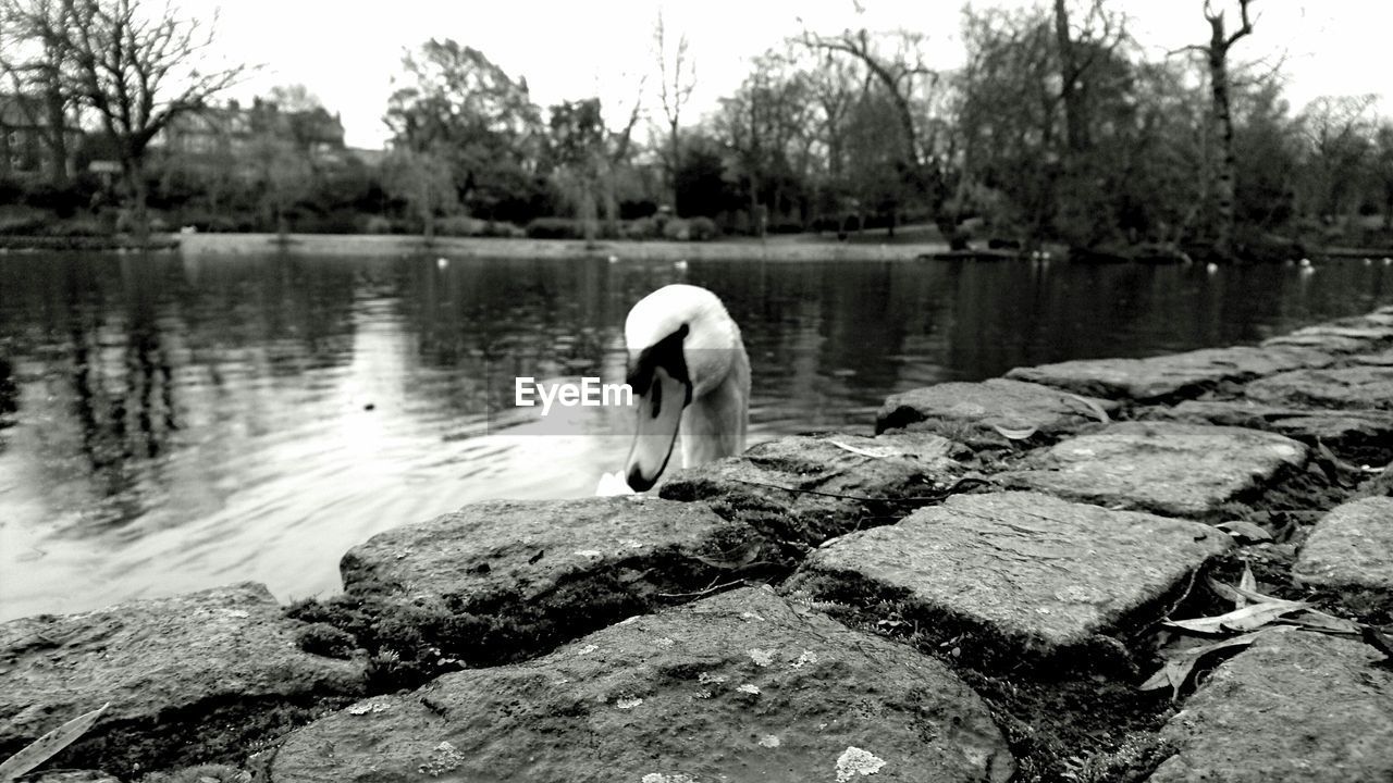 REAR VIEW OF A SWAN ON LAKE