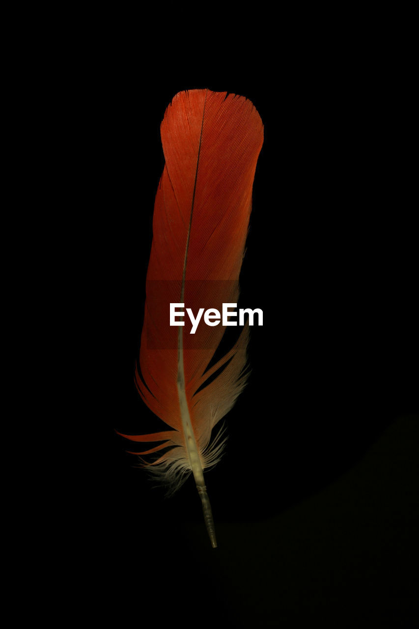 CLOSE-UP OF FEATHER AGAINST ORANGE BACKGROUND