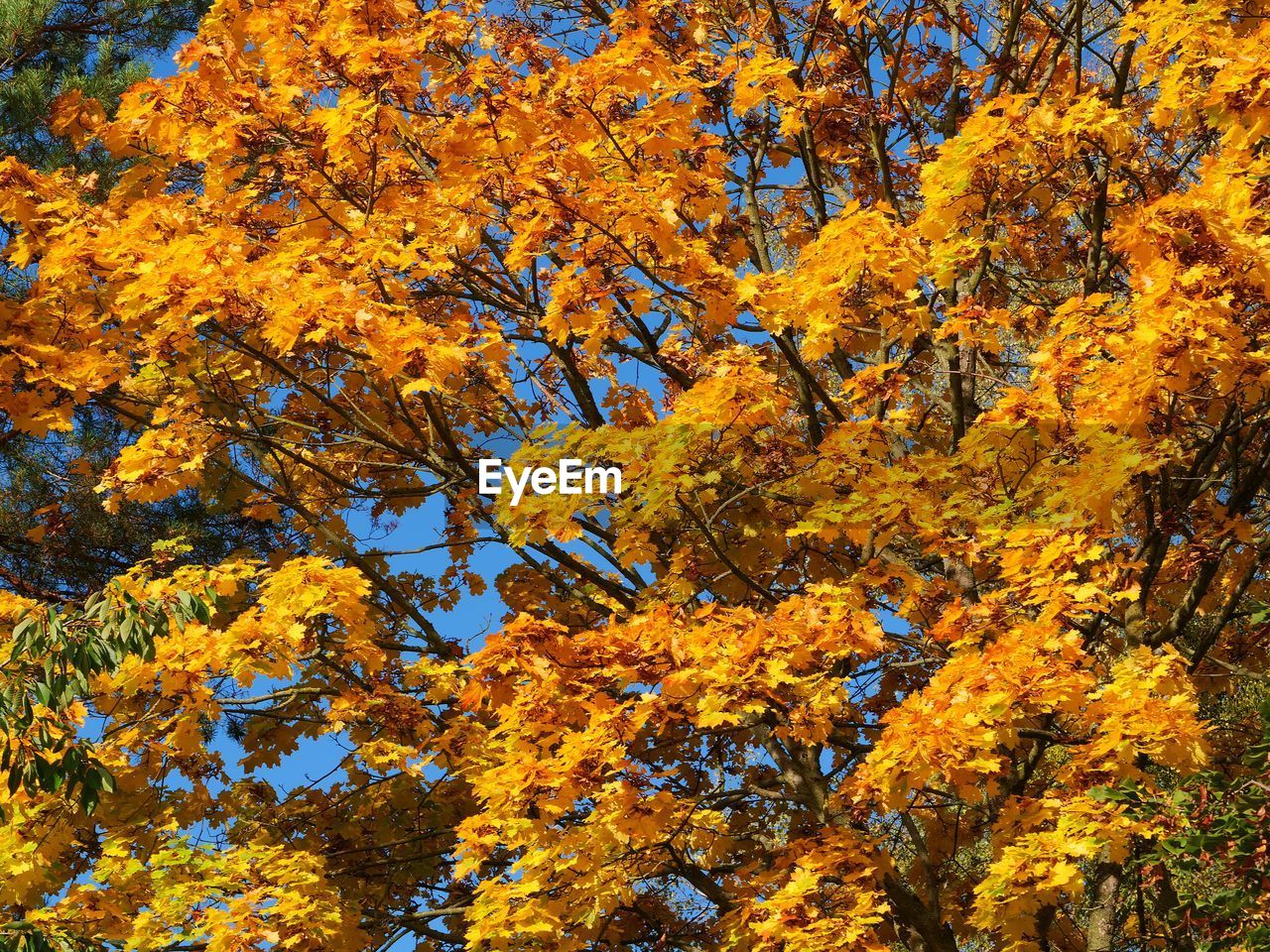 FULL FRAME SHOT OF YELLOW TREE