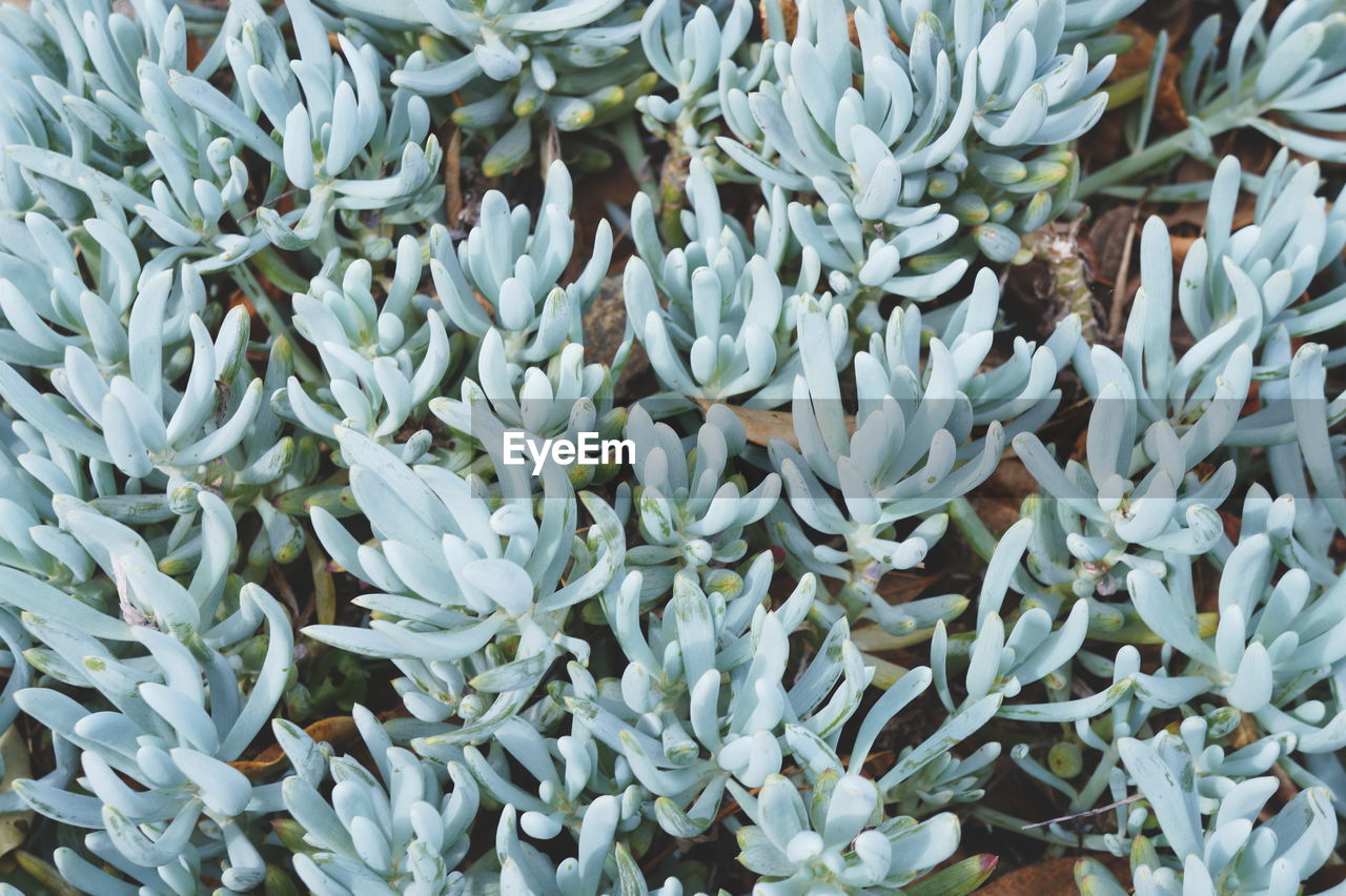 Full frame shot of potted succulent plants on field