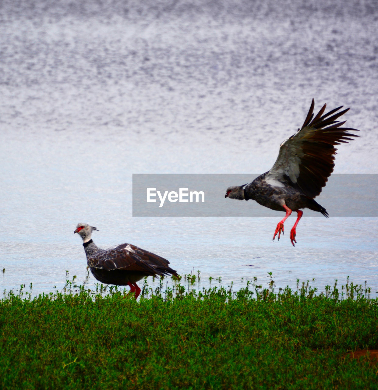 bird, animal, animal themes, wildlife, animal wildlife, group of animals, nature, flying, two animals, grass, water, no people, outdoors, plant, spread wings, day, beauty in nature, animal body part, side view, bird of prey