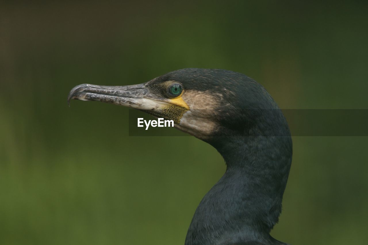 CLOSE-UP OF BIRD LOOKING AWAY