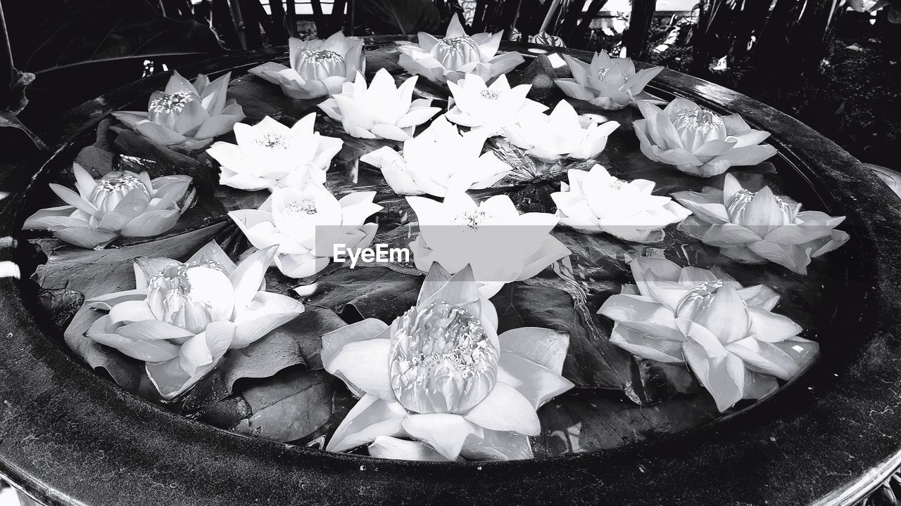 HIGH ANGLE VIEW OF FLOWERING PLANTS