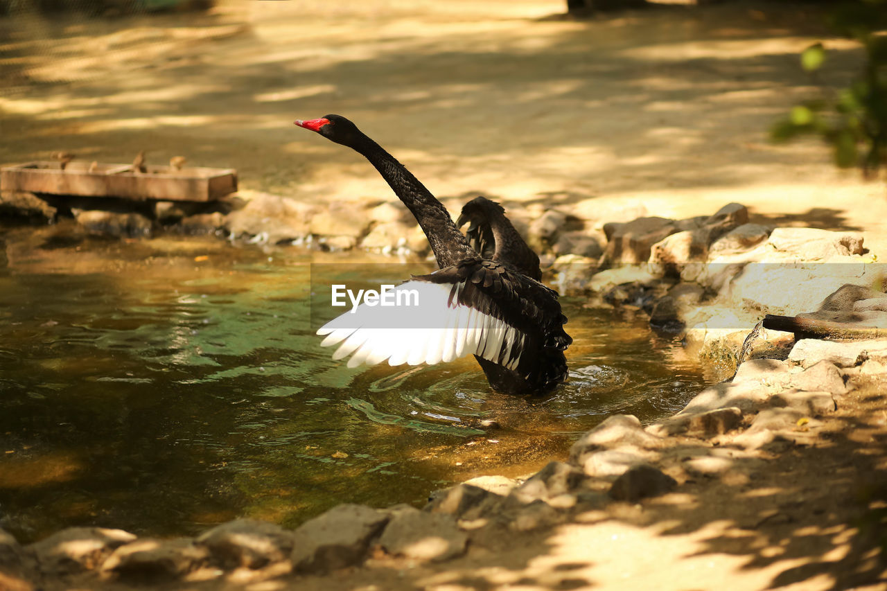 animal themes, bird, animal, wildlife, animal wildlife, water, nature, reflection, lake, one animal, flying, black swan, no people, water bird, swan, sunlight, spread wings, day, duck, outdoors, ducks, geese and swans, waterfront