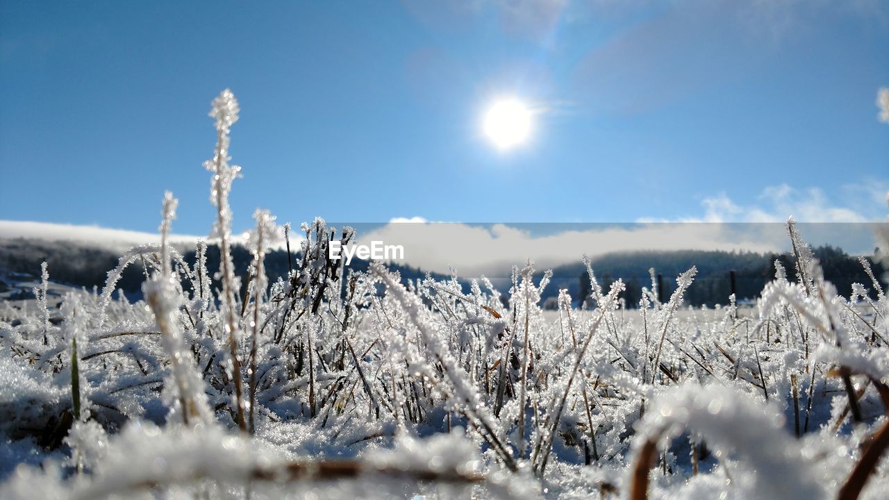 Panoramic shot of frozen plants on field against sky