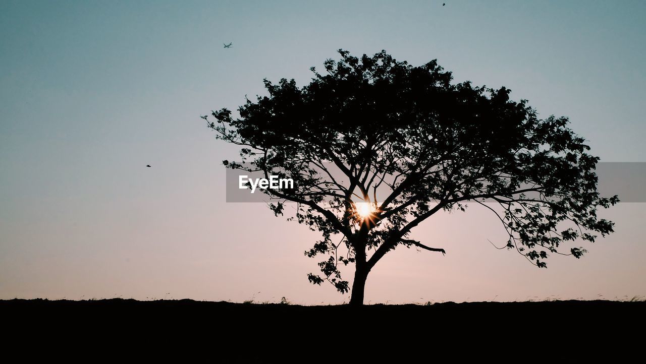 SILHOUETTE TREE ON FIELD AGAINST CLEAR SKY DURING SUNSET