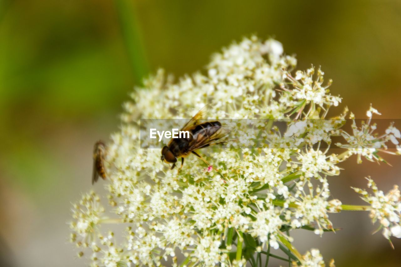 Close-up of honey bee pollinating on flowers