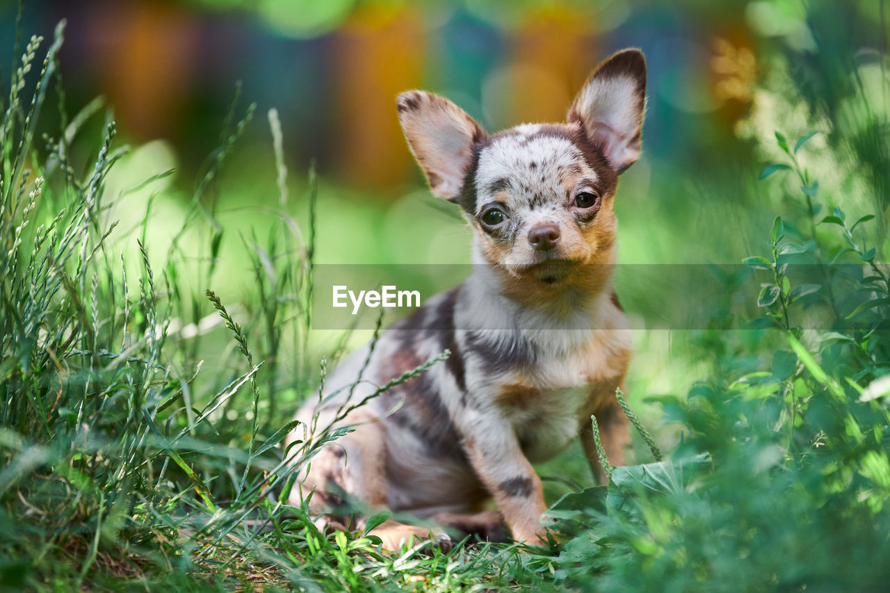 Chihuahua puppy, little dog in garden. cute small doggy on grass. short haired chihuahua breed
