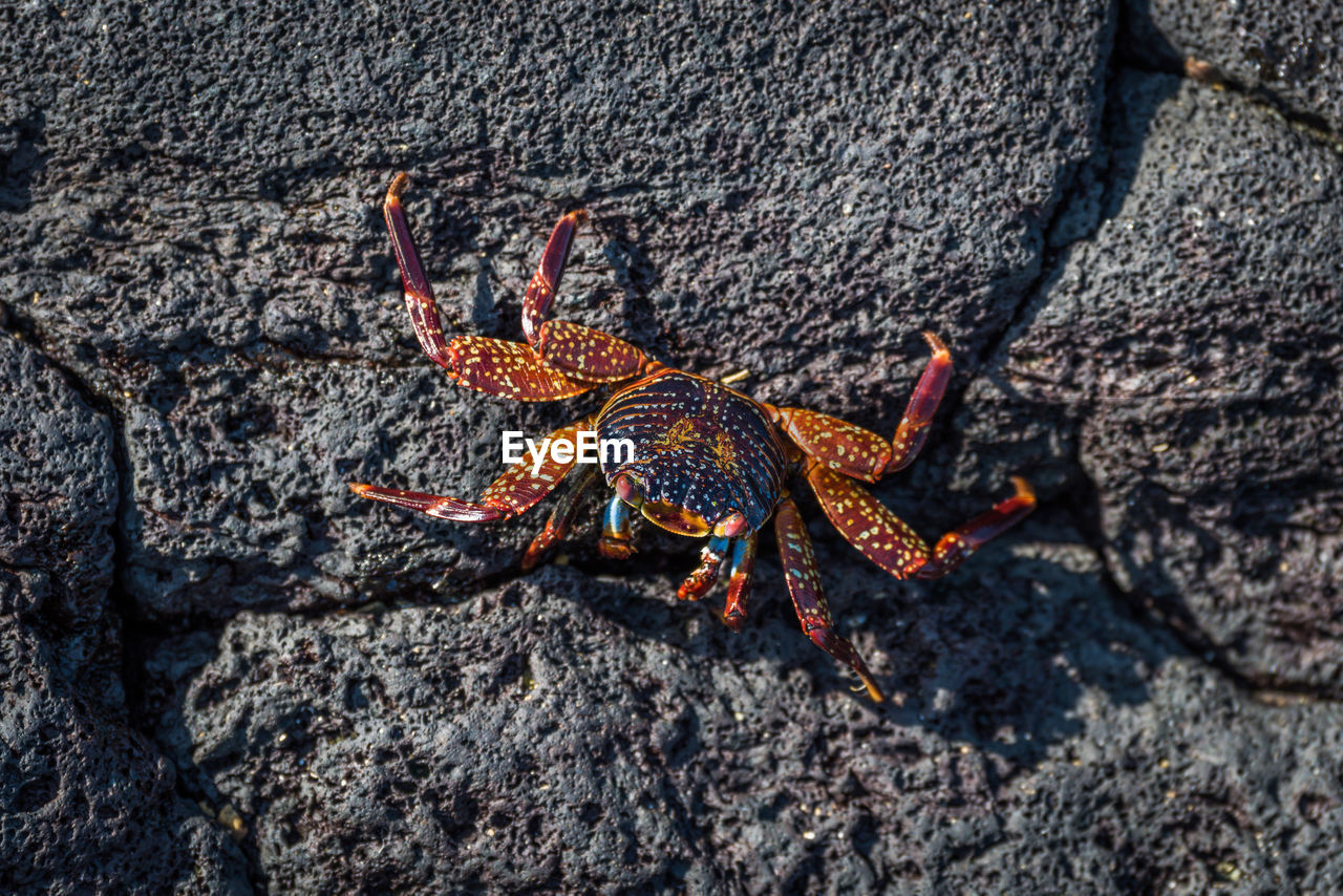 High angle view of crab on rock