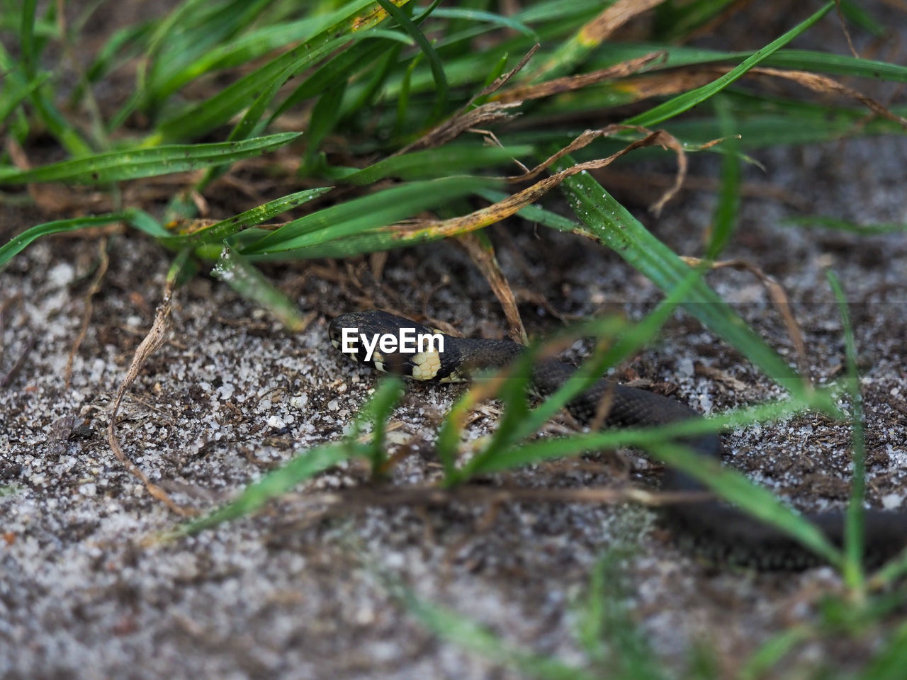 CLOSE-UP OF GRASSHOPPER ON LAND