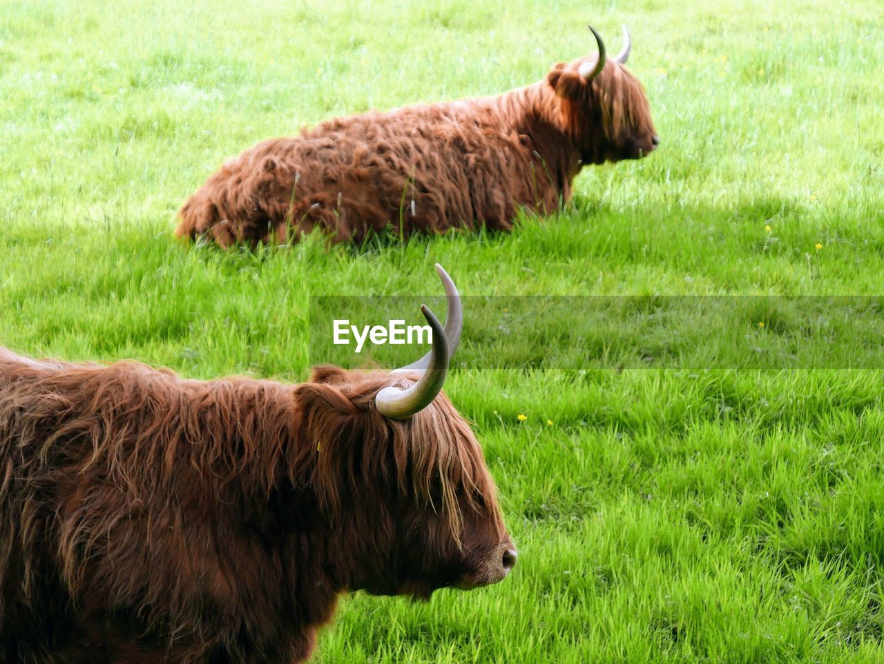 Highland cows in a field