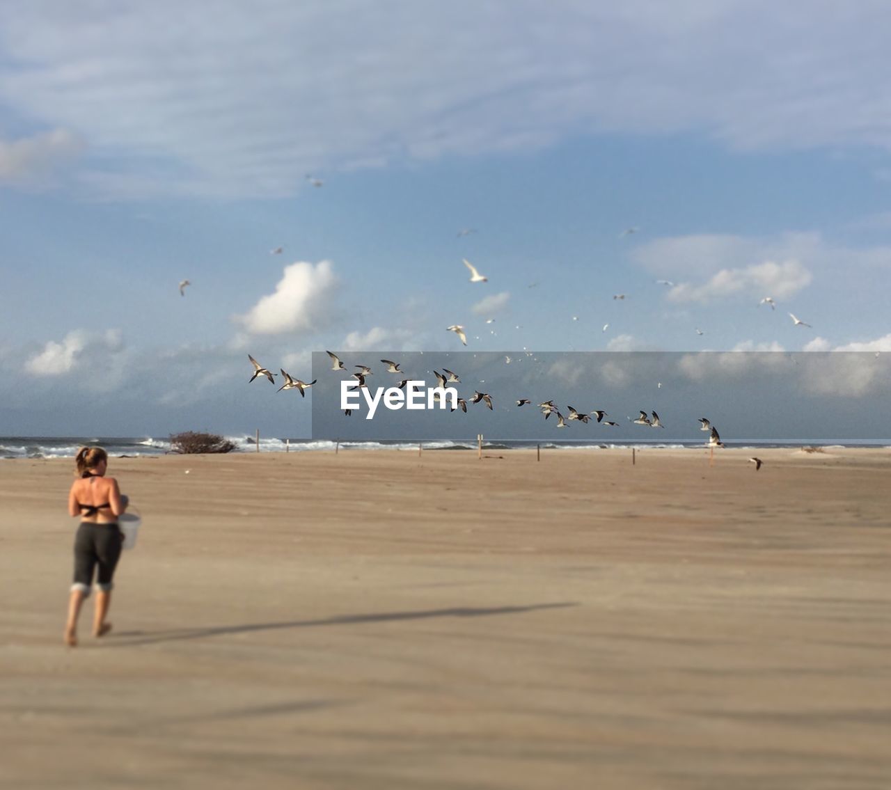 REAR VIEW OF SEAGULLS FLYING OVER BEACH