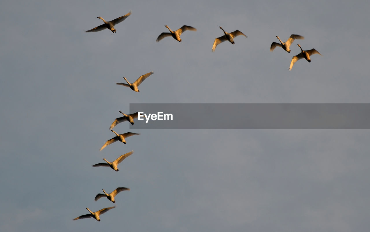 Low angle view of birds flying against sky