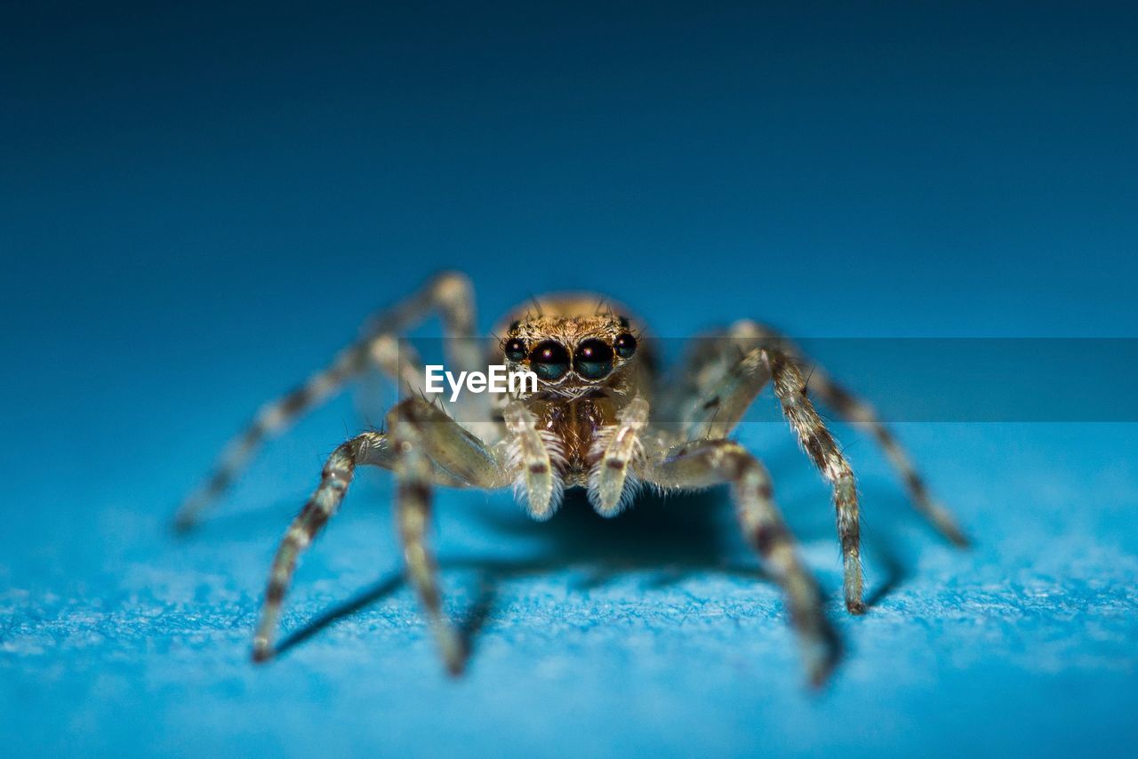 CLOSE-UP OF SPIDER IN THE BLUE