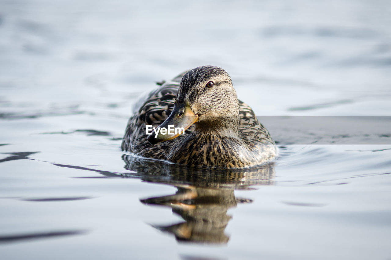 Close-up of duck swimming in lake