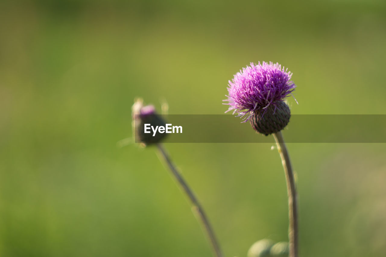 Close-up of thistle blooming outdoors