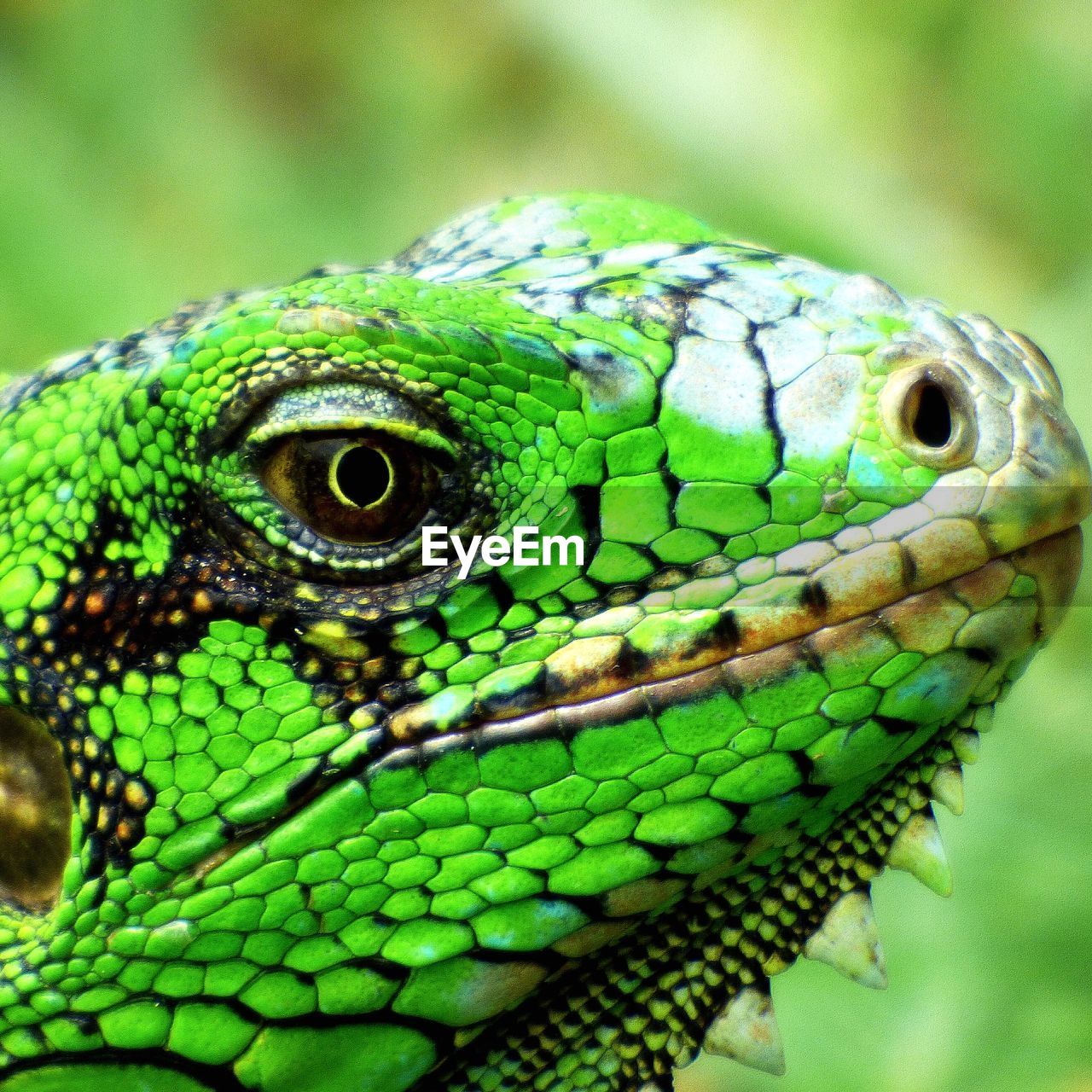 Close-up of green iguana