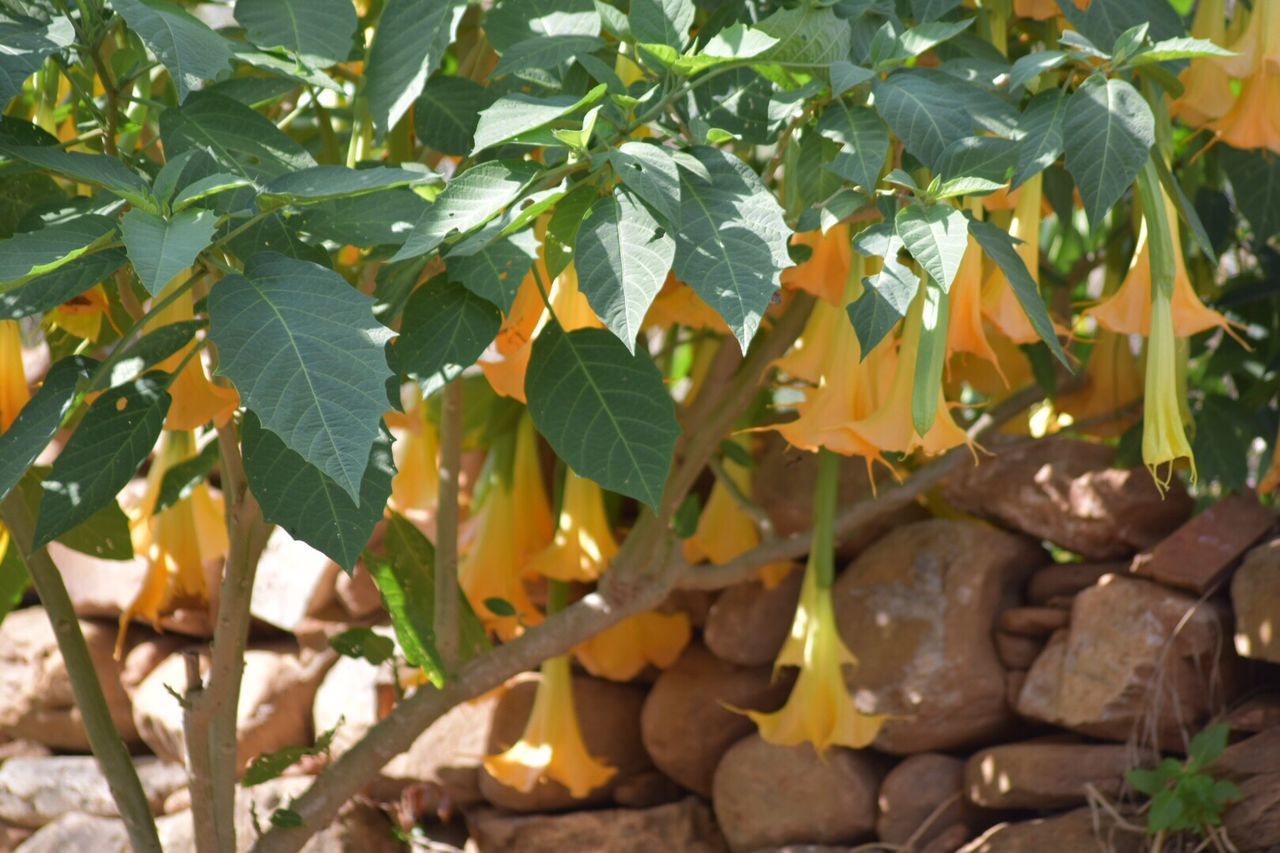 CLOSE-UP OF GREEN LEAVES ON TREE