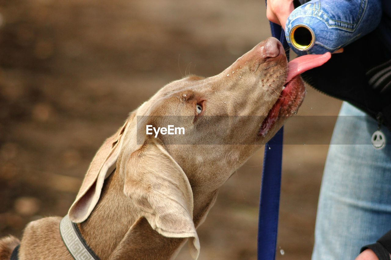 Close-up of dog drinking water