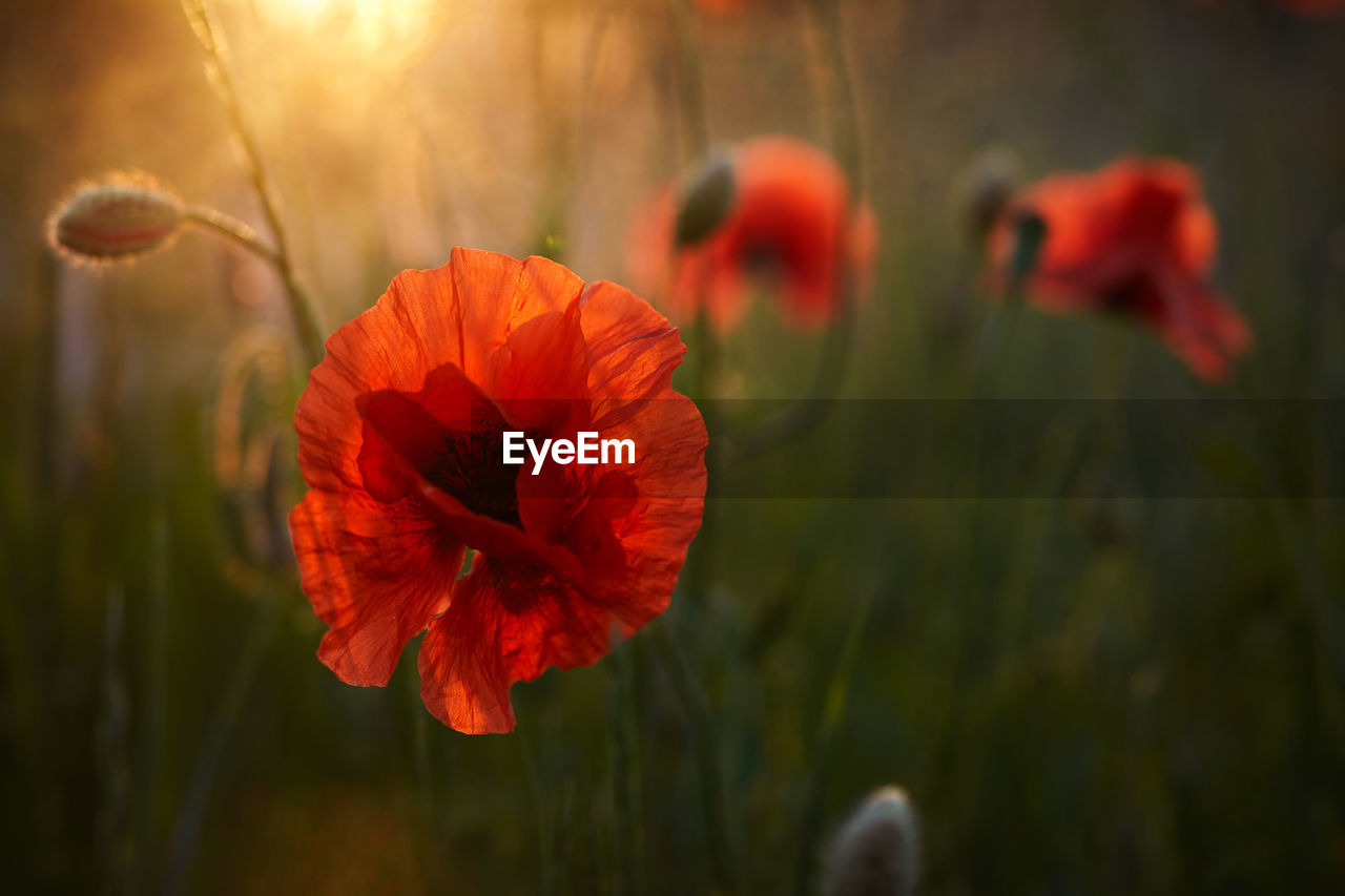 CLOSE-UP OF RED POPPY