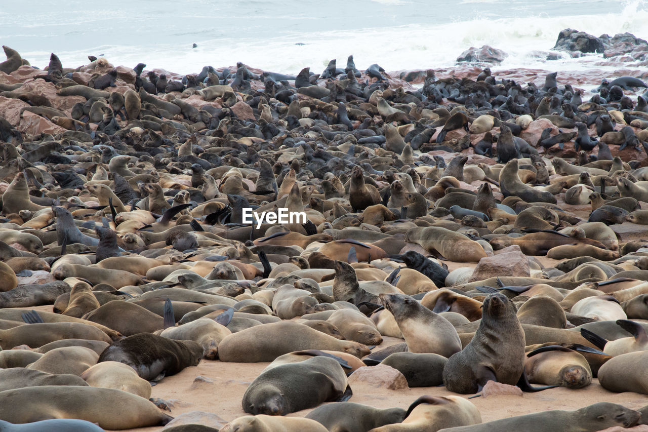 Big colony of sea lions on the namibian coast. cape cross, namibia. africa