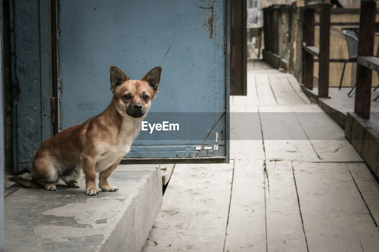 Portrait of dog sitting on doorway