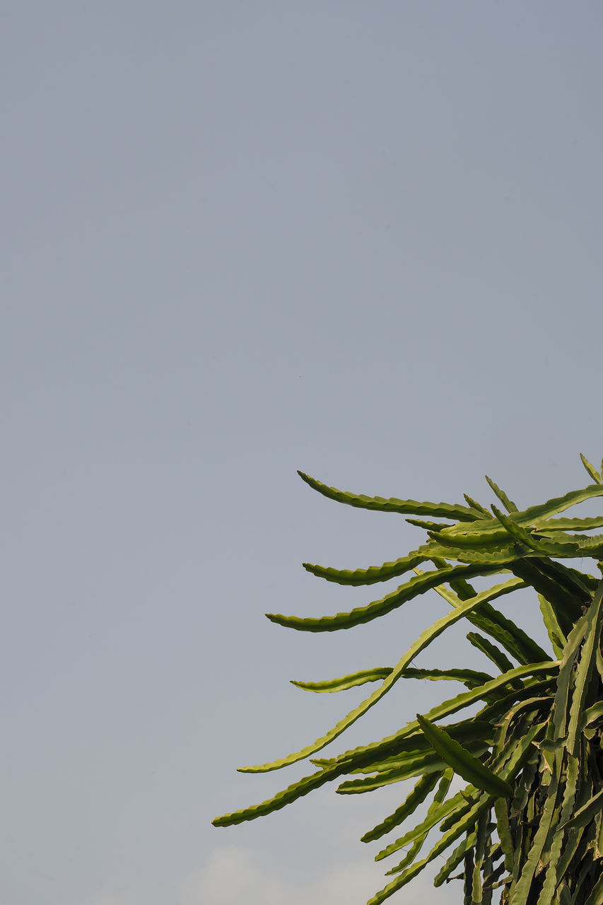 CLOSE-UP OF PLANT AGAINST CLEAR SKY