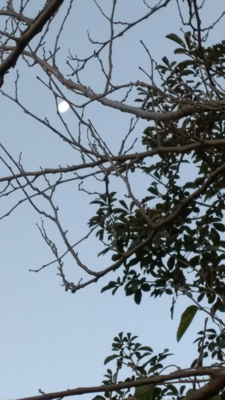 LOW ANGLE VIEW OF TREE BRANCHES AGAINST CLEAR SKY